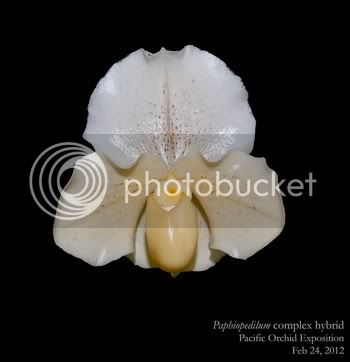 Paph_complex_white_small.jpg
