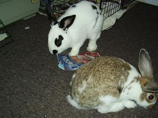 bunnies013.jpg