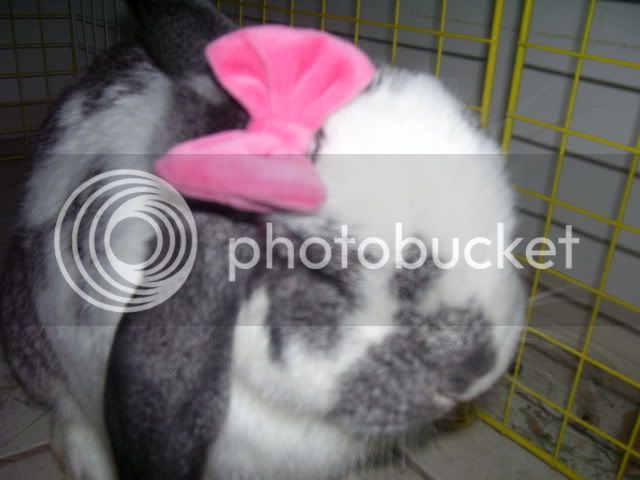 Bunnypictures-Leanne038.jpg