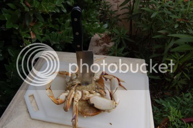 BodegaBayCrab112208026.jpg