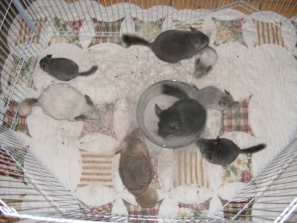 8chinchillas.jpg