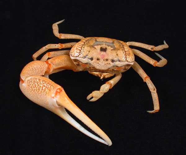 fiddler_crab.jpg