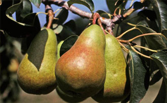 Harvestable pears on a branch