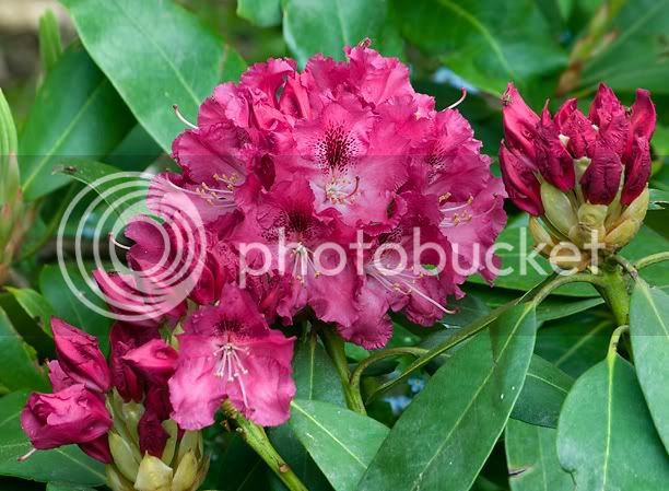 RhododendronBesseHowell_web.jpg