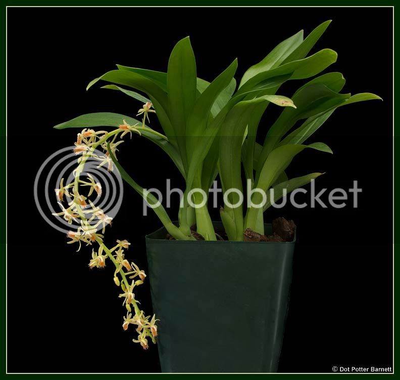 Liparis_lacarata-plant_zps972364d5.jpg