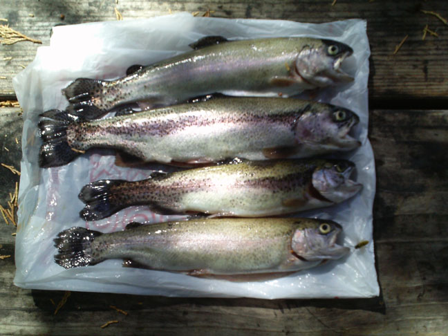 4%2520trout%2520.JPG