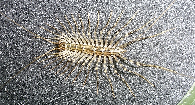 800px-House_Centipede.jpg