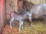 filly4.jpg