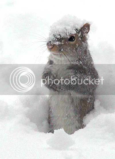squirrel-snow-day.jpg
