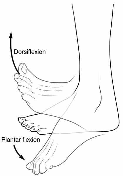 Terms-of-Movement-Dorsiflexion-and-Plantar-Flexion-CC.jpg