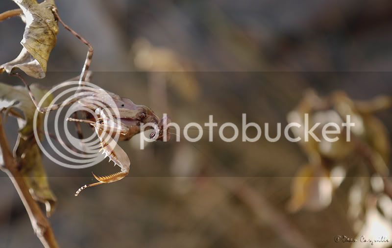 Pnigomantis-medioconstricta.jpg