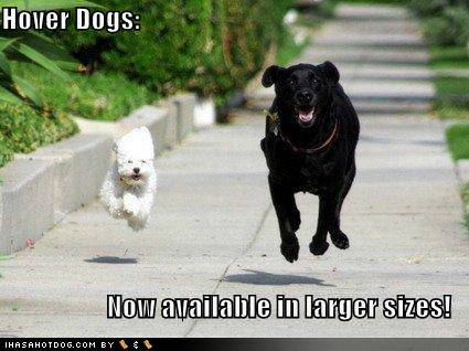 loldogs-hover-dogs-now-available-in-larger-sizes.jpg