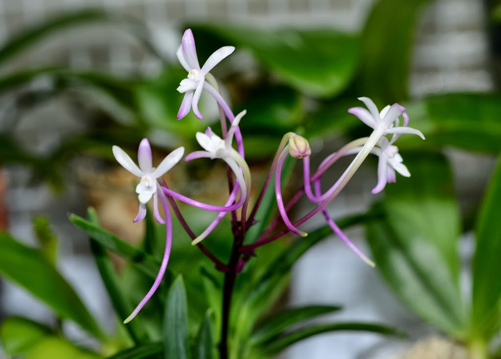 neofinetia_falcata_shojo3.jpg