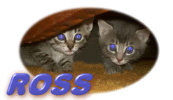 rosskittens2.gif