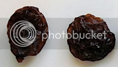 raisins1.jpg