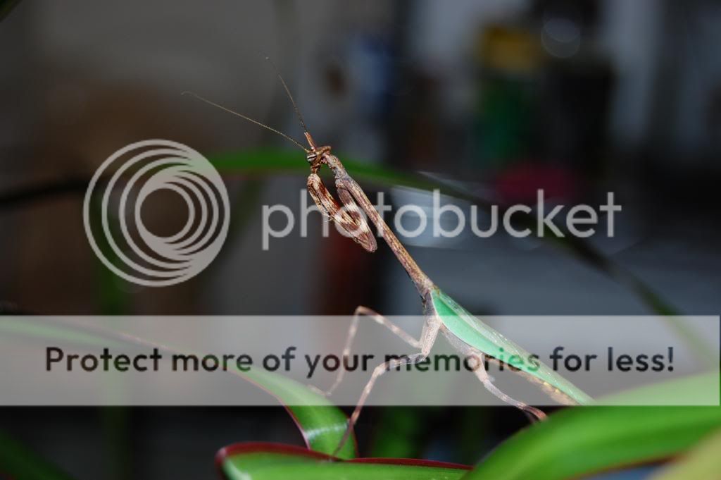 mantids508.jpg