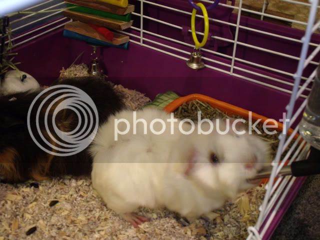 guineapigs008.jpg