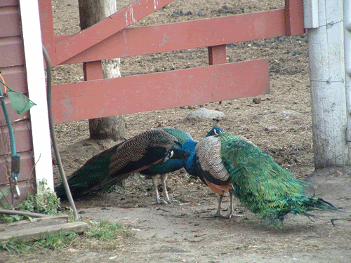 peacocks.gif