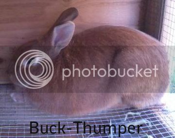 Buck-Thumper-1.jpg