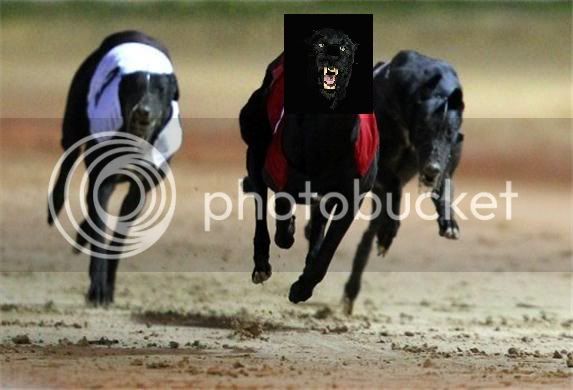 greyhound-racing-41674.jpg