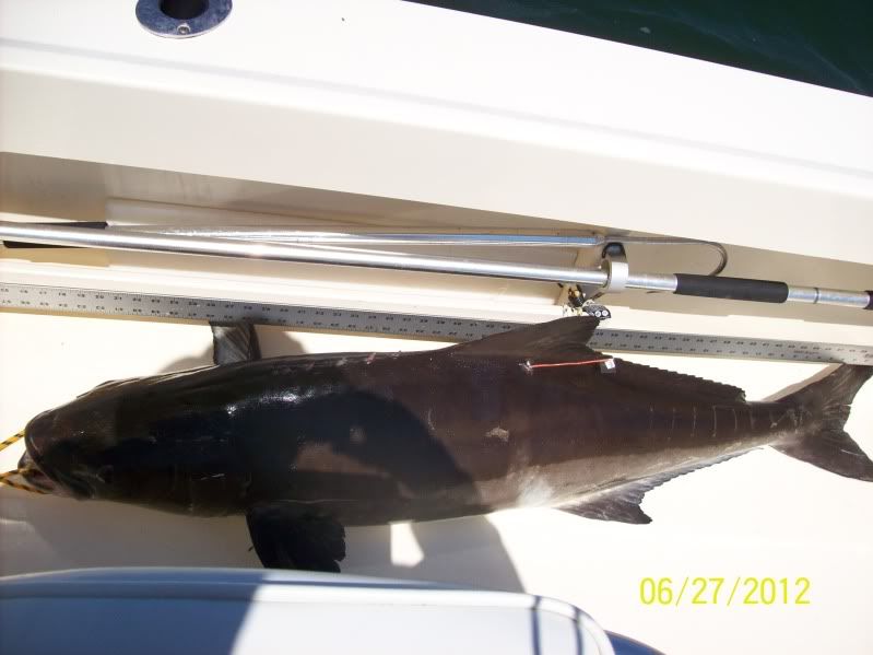 cobia6-27-12004.jpg