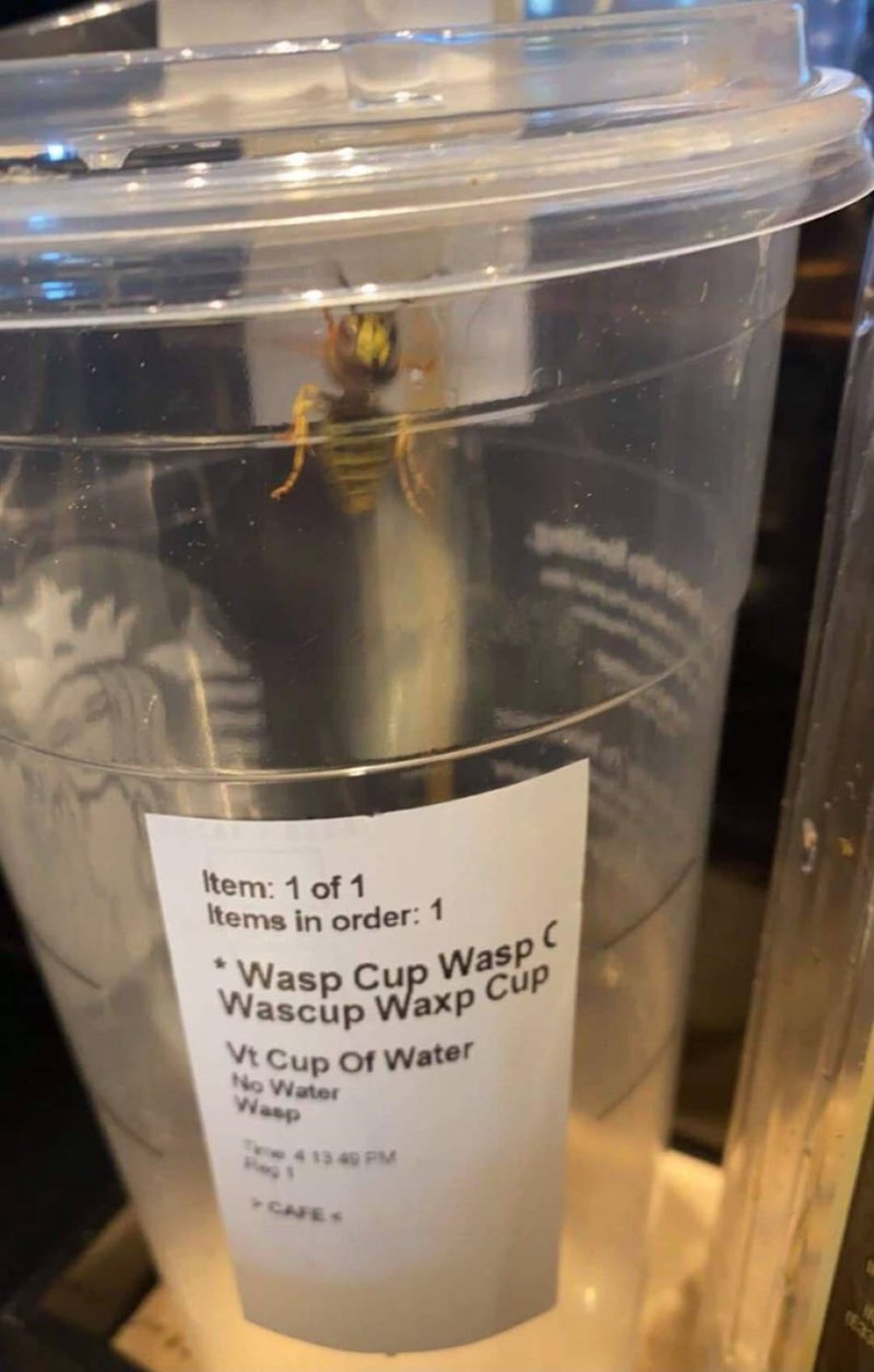 funny-memes-animal-memes-funny-pics-wasp-in-a-plastic-cup-with-contents-spelled-on-the-label