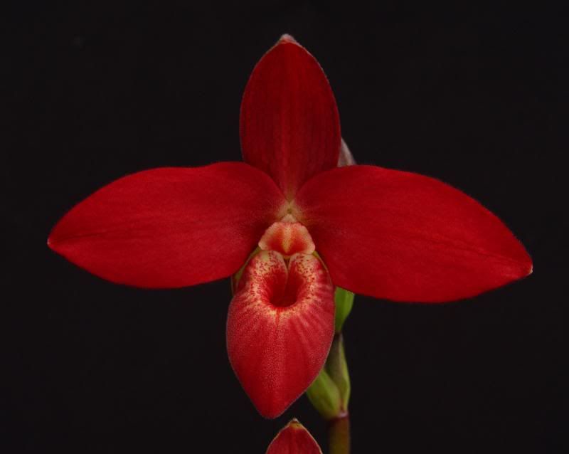 Phrag. Scarlet O'Hara 'Red Baron' | Slippertalk Orchid Forum