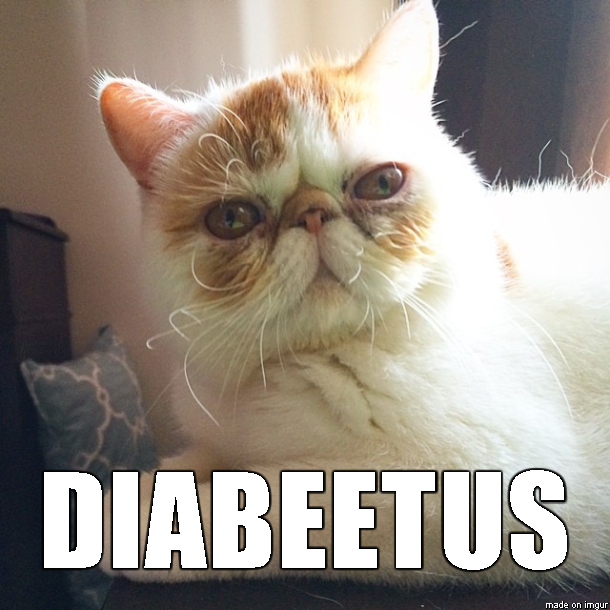 diabeetus cat - Meme on Imgur