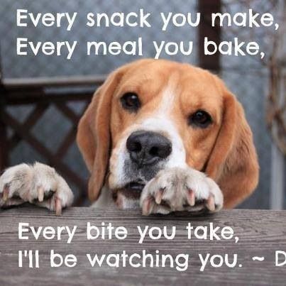 Beagle-eyes-sayings-quotes.jpg