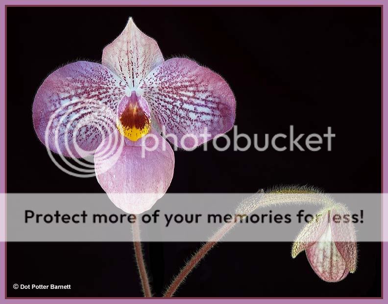 Paph_MagicLantern-09.jpg