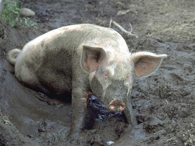 pig_in_mud2.jpg