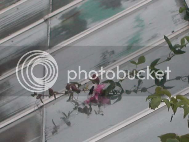 Passifloraviolacea.jpg