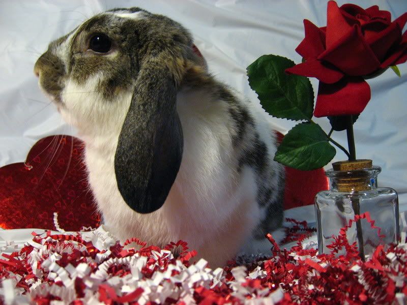 ValentineBunnies023.jpg