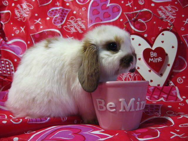 ValentineBunnies014.jpg