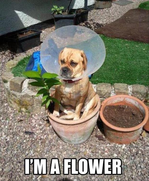 funny-dog-pictures-cone-of-shame.jpg