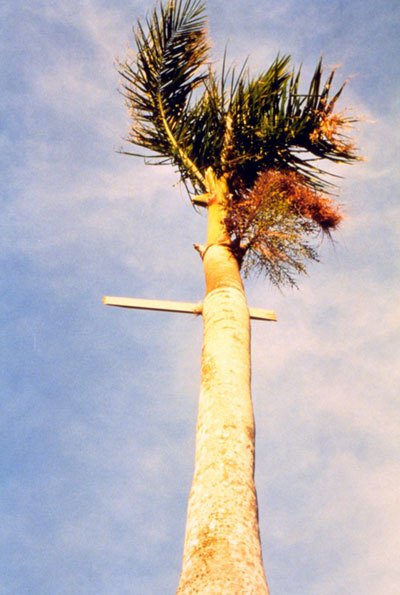 116676main_plank_palm_lg.jpg