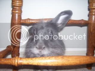 Bunnypictures-Leanne543.jpg