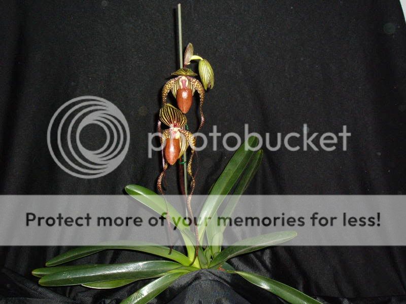 OrchidPictures2011-4.jpg