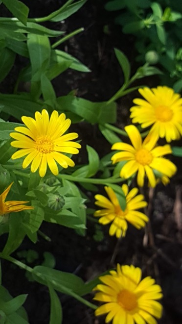 calendule-fleur.jpg