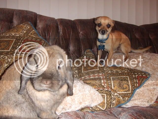 2008_0110bunnyshoot0128.jpg