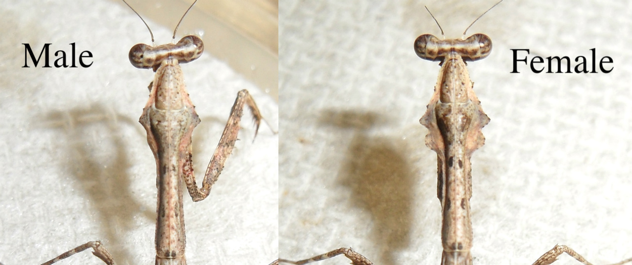 Deroplatys_lobata_L4_nymphs_female_and_male_thorax.jpg