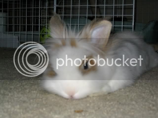 Bunnies059.jpg