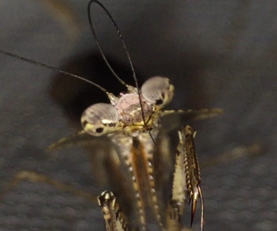 adult_male_deroplatys_lobata__derotor__cleaning_by_alexandersmantids-d87lq7x.jpg