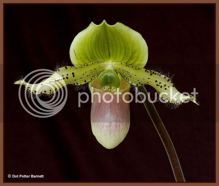 Paph_OrientalPrime-09.jpg