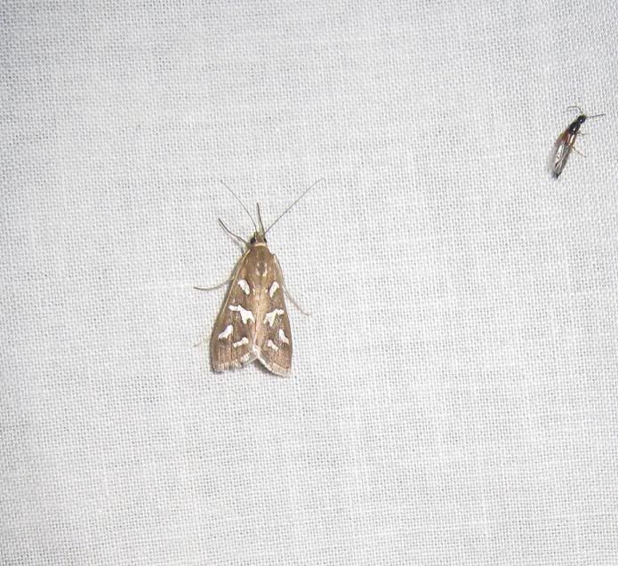 moth16.jpg