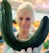 Image result for large bent cucumber