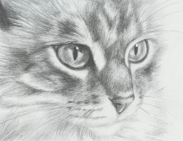 cat-drawing-6.jpg
