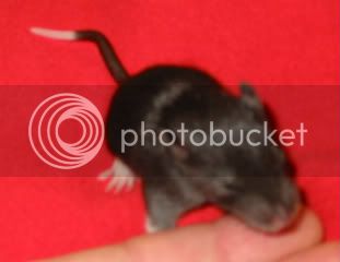 Rats135.jpg
