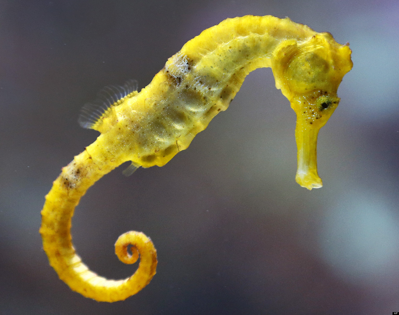 o-SEAHORSE-facebook.jpg