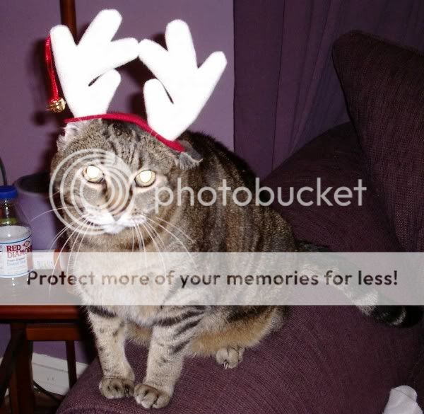 della_xmas06.jpg